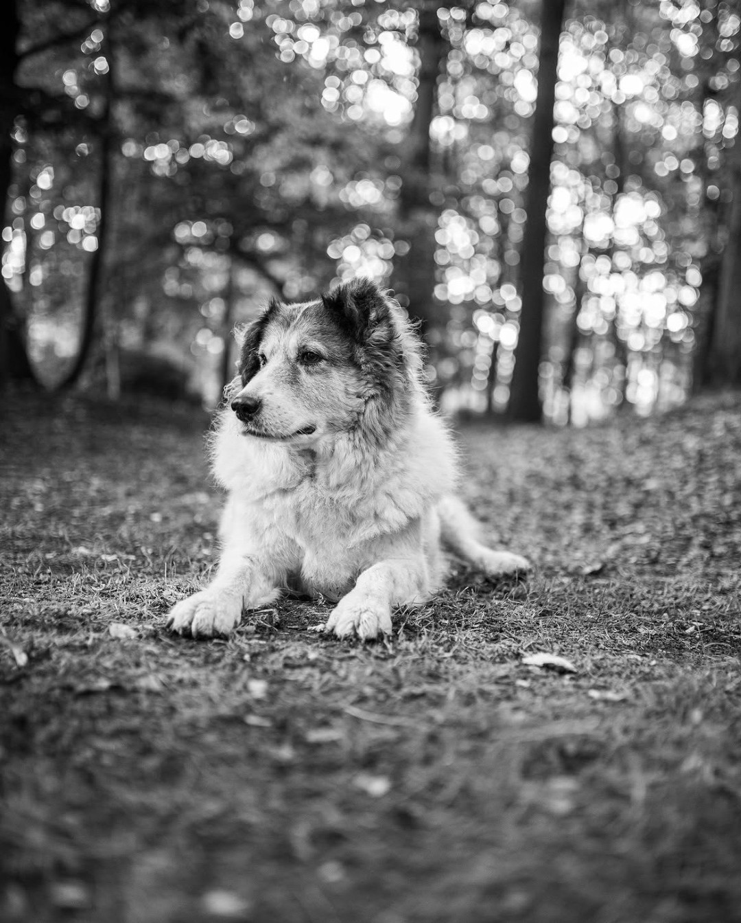 Hond rustend in het bos